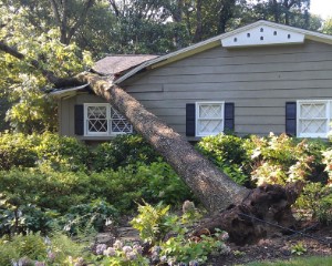 roof-damaged-by-tree
